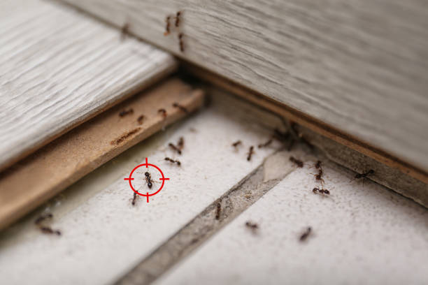Best Flea Control Services  in Corunna, MI
