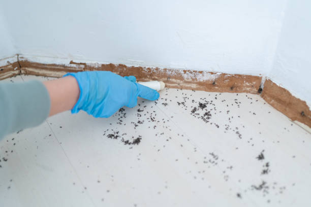 Best Flea Control Services  in Corunna, MI